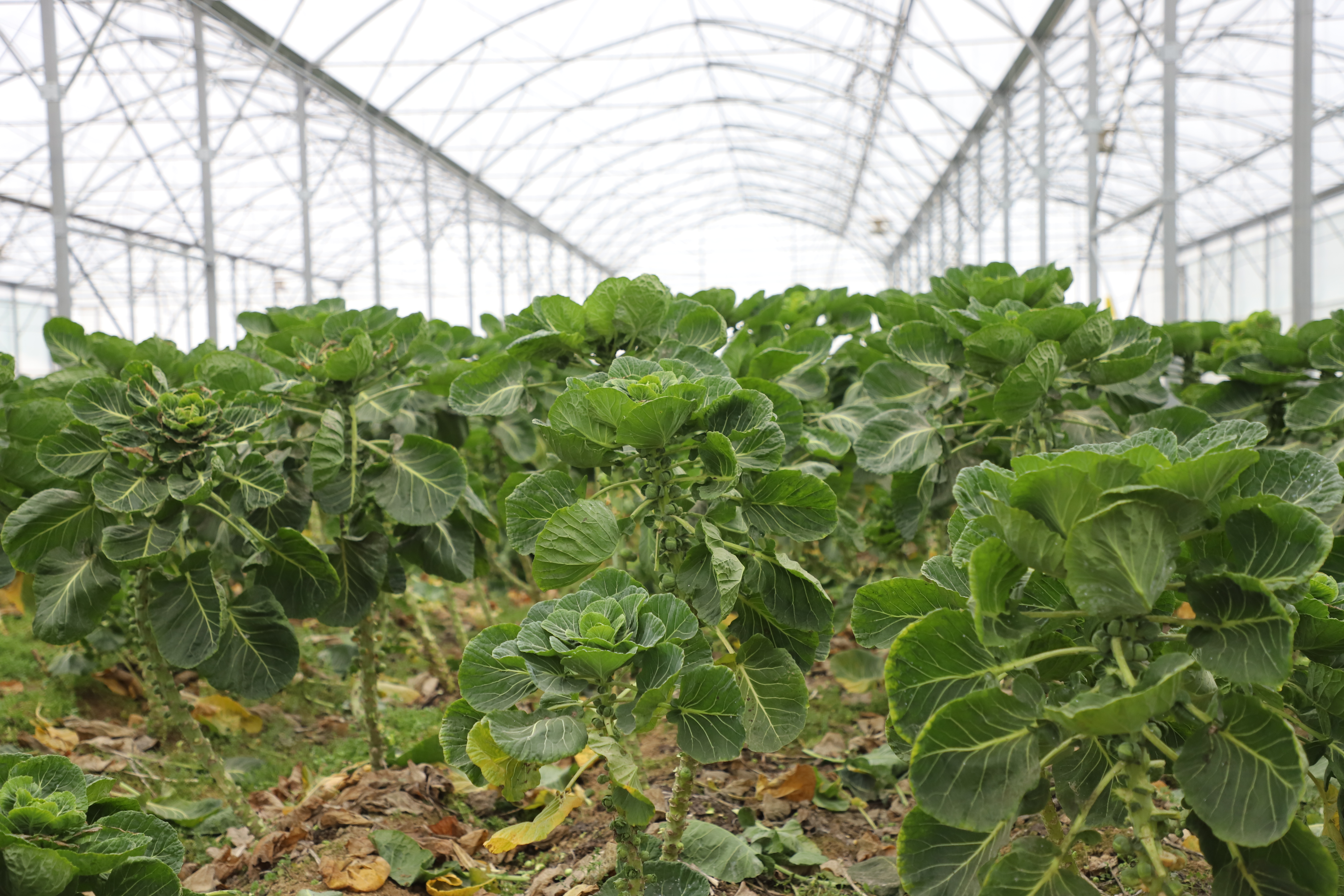 Le site de maraichage bio, à Gy (70), où sont produits les choux, les navets, les carottes, les salades, entre autres, qui alimenteront les cantines des lycées bisontins et dijonnais - Photo Région Bourgogne-Franche-Comté Christophe Bidal