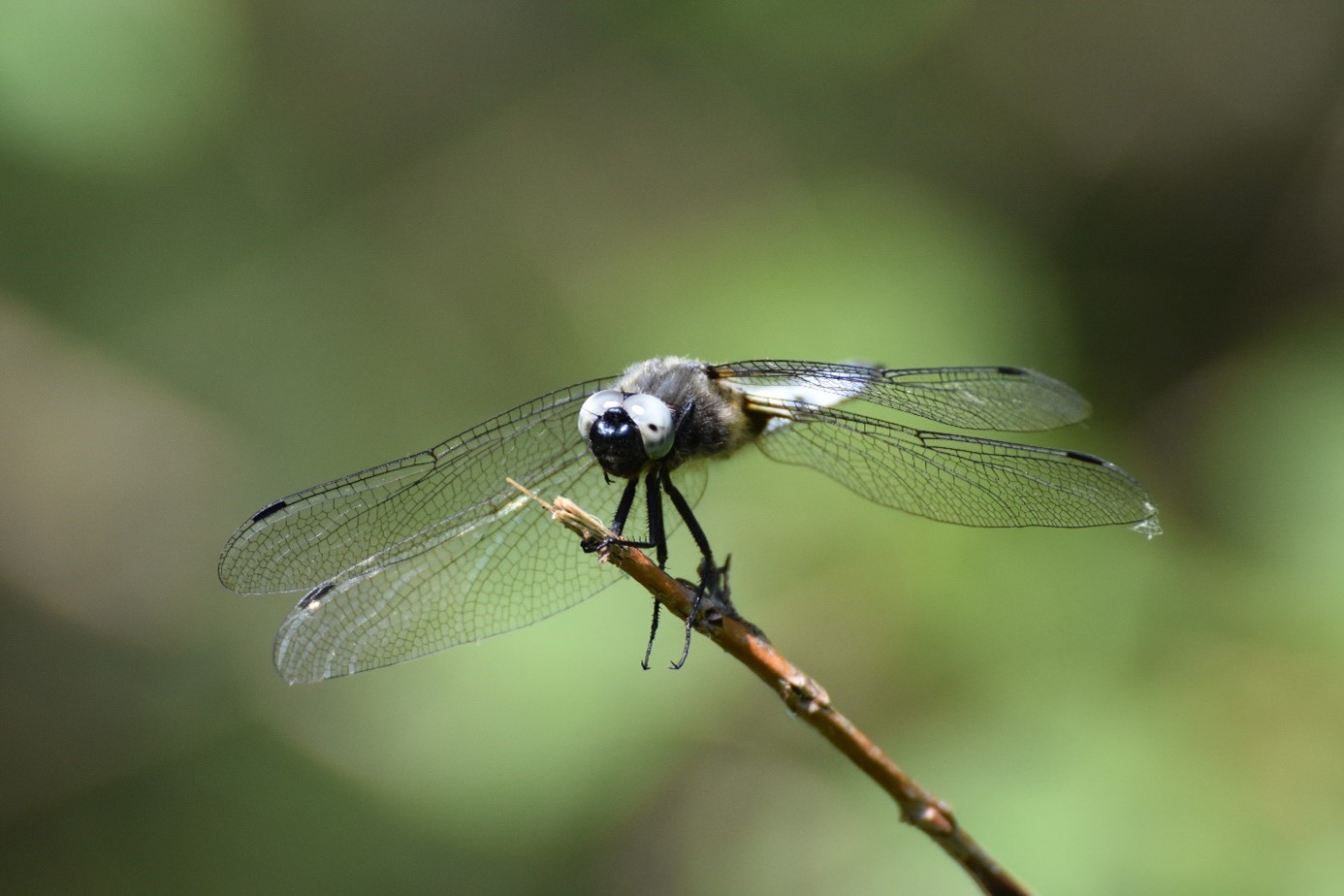 Libellule fauve, emblématique des zones humides - Photo DR