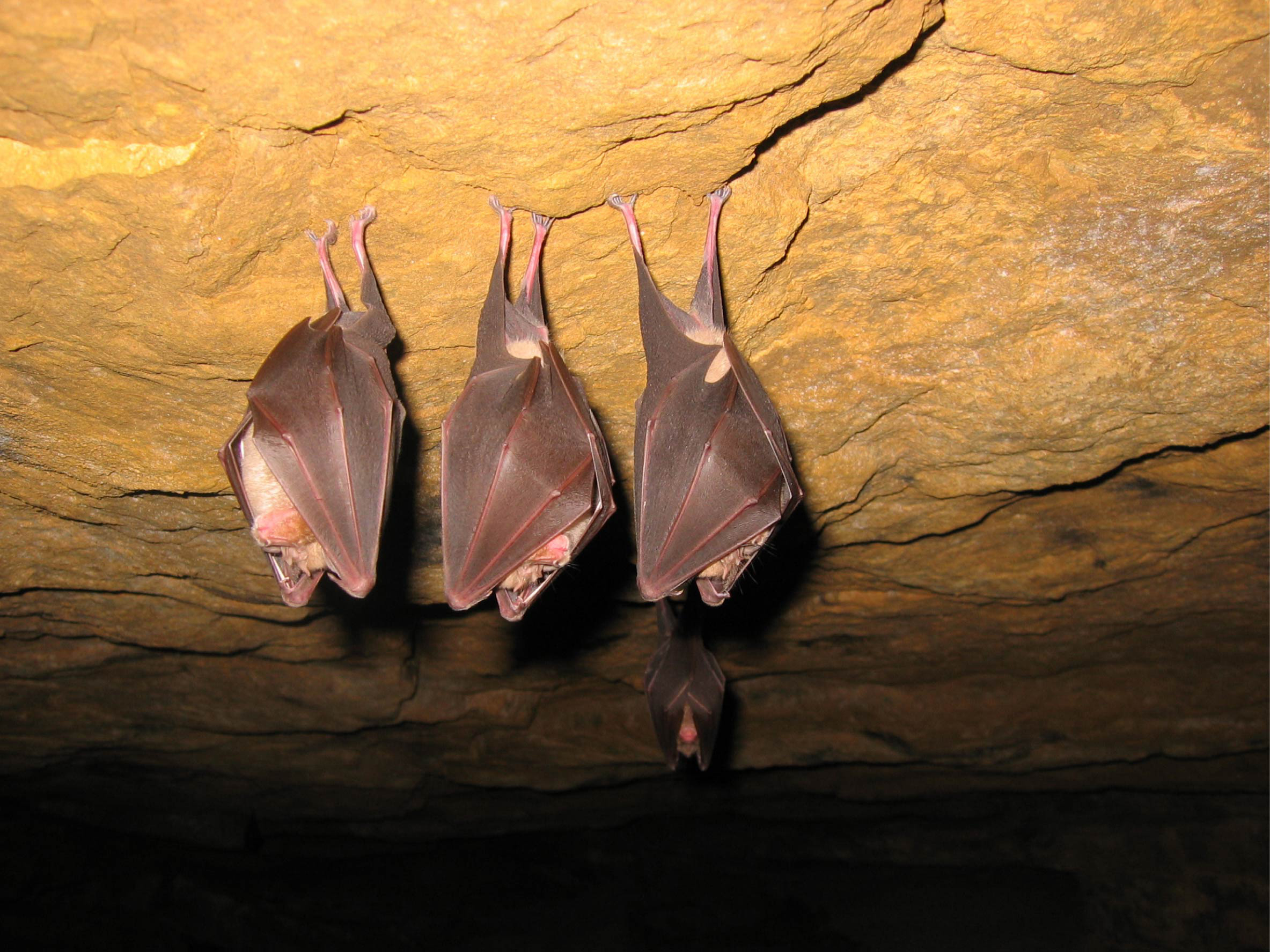 Le réseau de cavités à chauve-souris classé en réserve Naturelle régionale pourrait passer de 7 à 11 dans quelques mois. Photo : DR