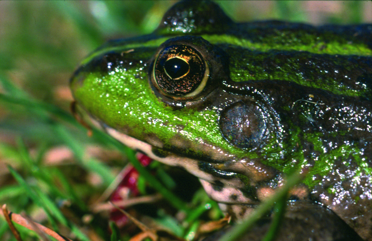 Sans zone humide, pas de grenouille ! 