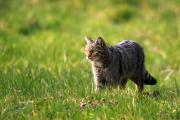 Chat forestier © David Meier