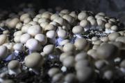 Blandine et Luc Lecherf produisent des champignons dans le hameau de Corcelotte-en-Montagne,  à Saint-Mesmin (21)  - Crédit photo Région Bourgogne-Franche-Comté / David Cesbron