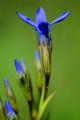 RNR du Vallon de Fontenelay, Gentianella - F. Ravenot