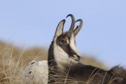 Chamois en Bourgogne-Franche-Comté - © Noël Jeannot - njeannot.wixsite.com