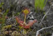 Drosera - ©Noël Jeannot njeannot.wixsite.com