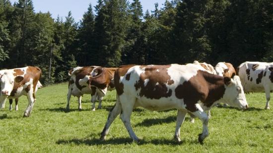 Vaches montbéliardes - Crédit Région Bourgogne-Franche-Comté / David Cesbron