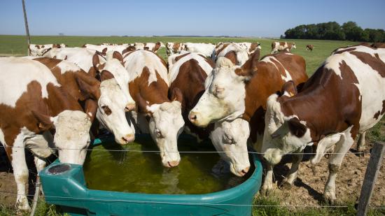 Abreuvement bétail - Photo David Cesbron