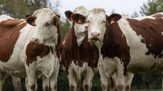 vaches montbéliardes