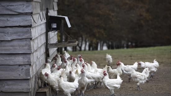 Les volaille de Bresse est à ce jour la seule volaille AOP du monde