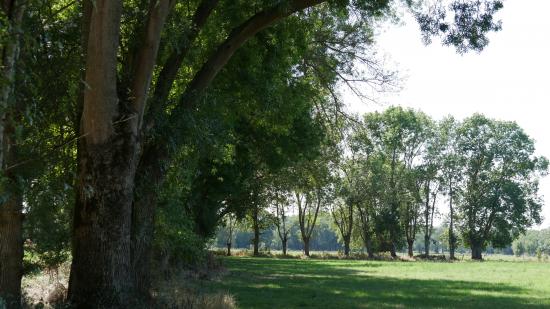 Les haies végétales ont prouvé leurs bienfaits pour limiter le réchauffement climatique, ici l'une de celle primée lors du concours - Photo DR