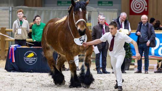 Kiffa de la Fontaine est la grande championne de l’édition 2024 du concours de Traits d’Auxois. Photo : Xavier Ducordeaux.