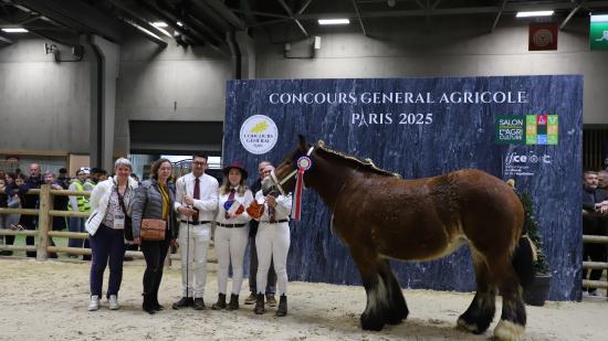 Concours de chevaux de trait auxois, mardi 25 février 2025 au Salon de l’Agriculture - Photo Océane Lavoustet